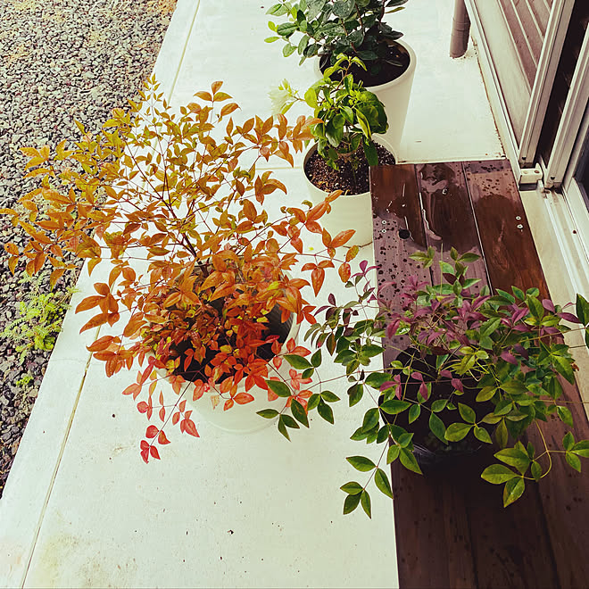 南天鉢植え 南天の木 庭 玄関 入り口 ナンテンフルート などのインテリア実例 22 08 17 17 40 42 Roomclip ルームクリップ