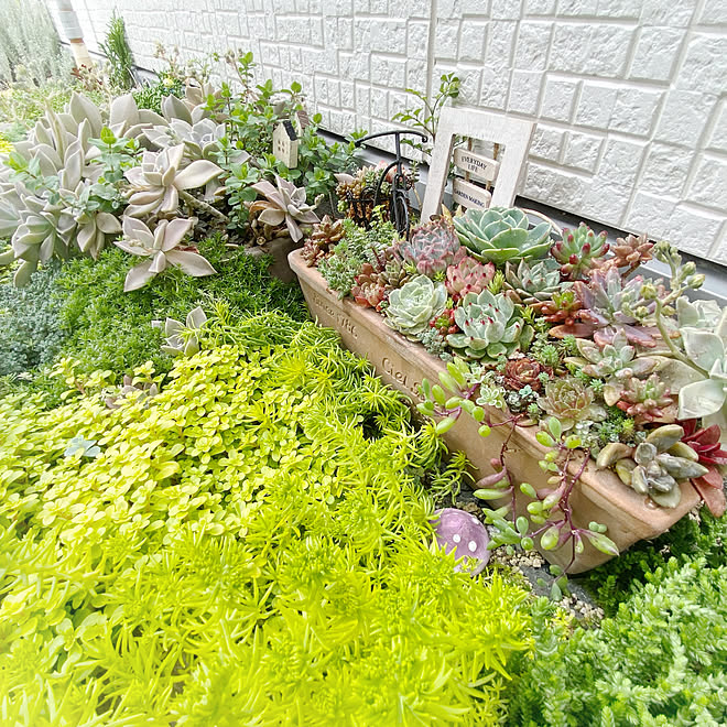 セダム畑 雨ざらし多肉 雨晒し多肉 地植え花壇 多肉ガーデン などのインテリア実例 22 05 21 19 43 42 Roomclip ルームクリップ セダム畑 雨ざらし多肉 雨晒し多肉 地植え花壇 多肉ガーデン などのインテリア実例 22 05 21 19 43 42 Roomclip ルームクリップ