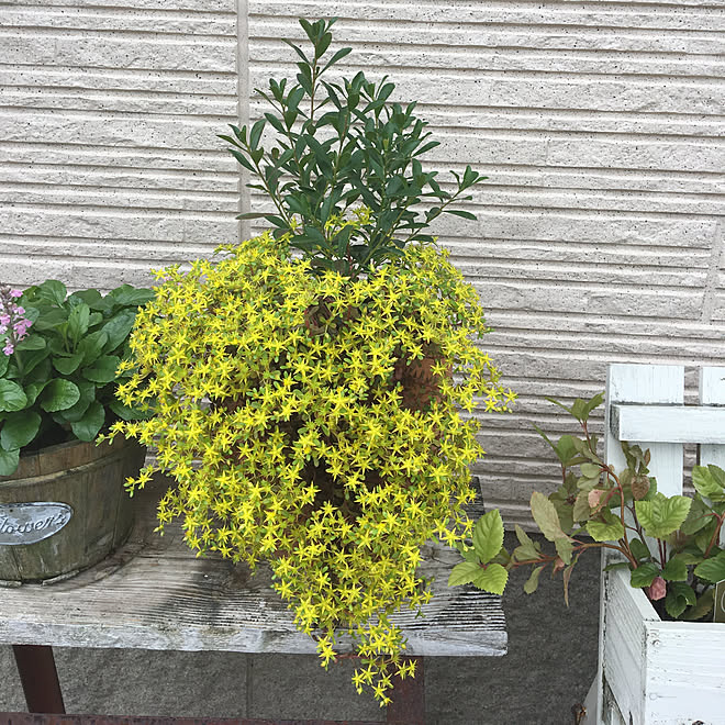 壁 天井 セダムの花 ガーデニング ブラウン会 セダム寄せ植え のインテリア実例 18 05 17 10 29 31 Roomclip ルームクリップ