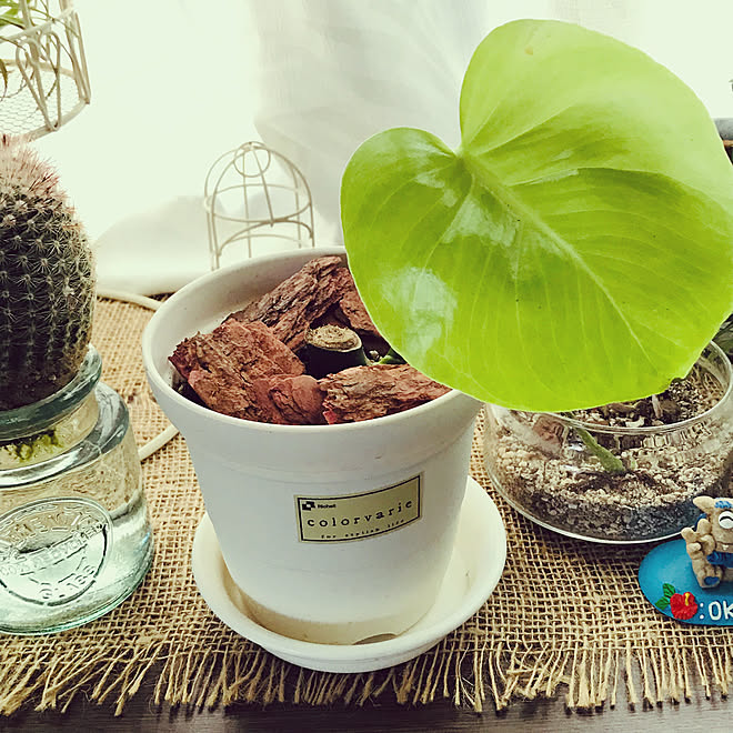 モンステラ成長記録 モンステラの赤ちゃん モンステラ茎挿し 観葉植物 グリーンのある暮らし などのインテリア実例 19 08 17 17 57 37 Roomclip ルームクリップ