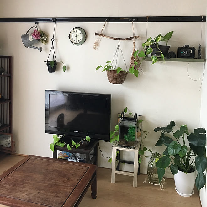 リビング ピクチャーレール 古いアパート アパート暮らし 観葉植物 などのインテリア実例 18 09 11 12 31 56 Roomclip ルームクリップ