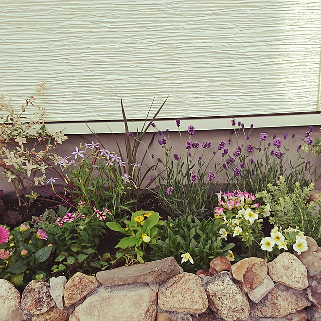 玄関 入り口 花壇diy モルタル 川の石 花のある暮らし のインテリア実例 18 05 19 22 22 21 Roomclip ルームクリップ