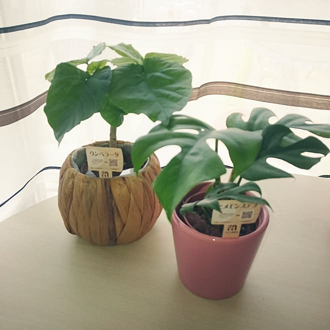 ホームセンター ウンベラータ 棚 No Green No Life 観葉植物 などのインテリア実例 17 04 02 10 51 33 Roomclip ルームクリップ