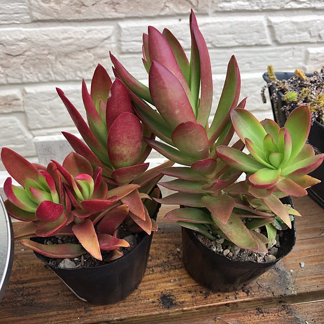 棚 火祭り 多肉植物 多肉棚 多肉植物大好き などのインテリア実例 17 04 05 21 05 34 Roomclip ルームクリップ