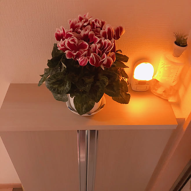 冬の花 下駄箱の上 シクラメン 一人暮らし 1k などのインテリア実例 11 21 17 17 36 Roomclip ルームクリップ