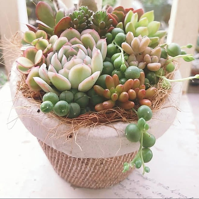紅葉中の多肉ちゃん 多肉植物寄せ植え 多肉植物のある暮らし いつも見てくれてホントありがとう 皆さん優しい などのインテリア実例 21 12 03 16 14 47 Roomclip ルームクリップ