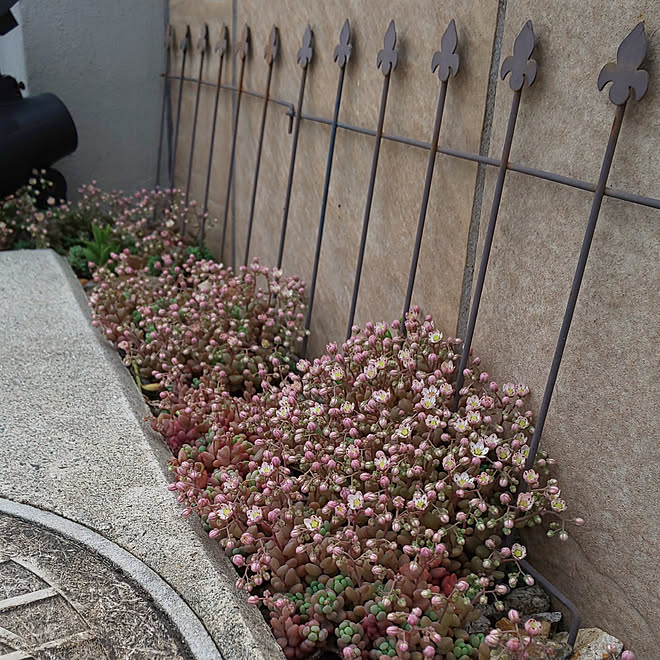 玄関 入り口 多肉植物 かわいいもの セダム 白い花 などのインテリア実例 21 06 16 06 25 03 Roomclip ルームクリップ 玄関 入り口 多肉植物 かわいいもの セダム 白い花 などのインテリア実例 21 06 16 06 25 03 Roomclip ルームクリップ