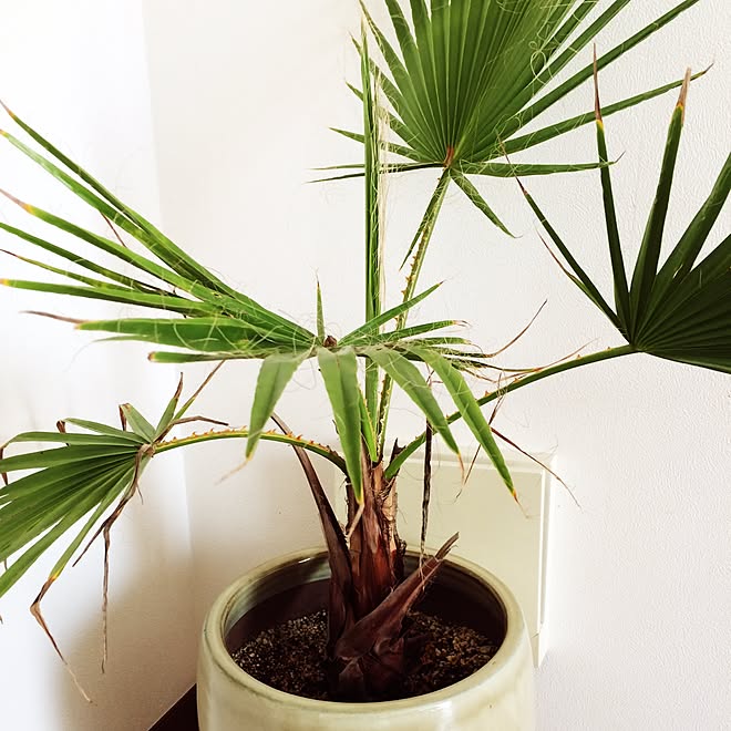 部屋全体 糸ヤシ ワシントンヤシ 観葉植物のインテリア実例 15 09 24 17 19 57 Roomclip ルームクリップ 部屋全体 糸ヤシ ワシントンヤシ 観葉植物のインテリア実例 15 09 24 17 19 57 Roomclip ルームクリップ