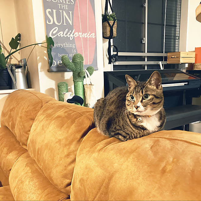 ソファ 猫と暮らす ねこが好き ねこと暮らす 猫がよろこぶ快適な部屋づくり などのインテリア実例 22 03 05 21 25 17 Roomclip ルームクリップ