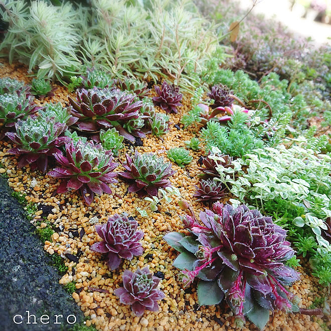 玄関 入り口 多肉植物 多肉植物寄せ植え 雨上がりの庭 No Green No Life などのインテリア実例 07 02 06 58 09 Roomclip ルームクリップ