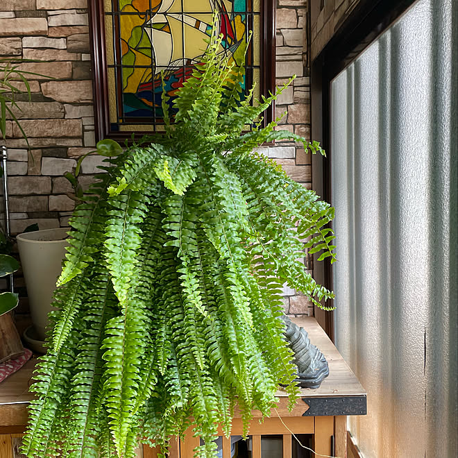 巨大化した観葉植物 暴れてます シダ植物 連投すみません Stop War などのインテリア実例 22 03 12 11 34 37 Roomclip ルームクリップ