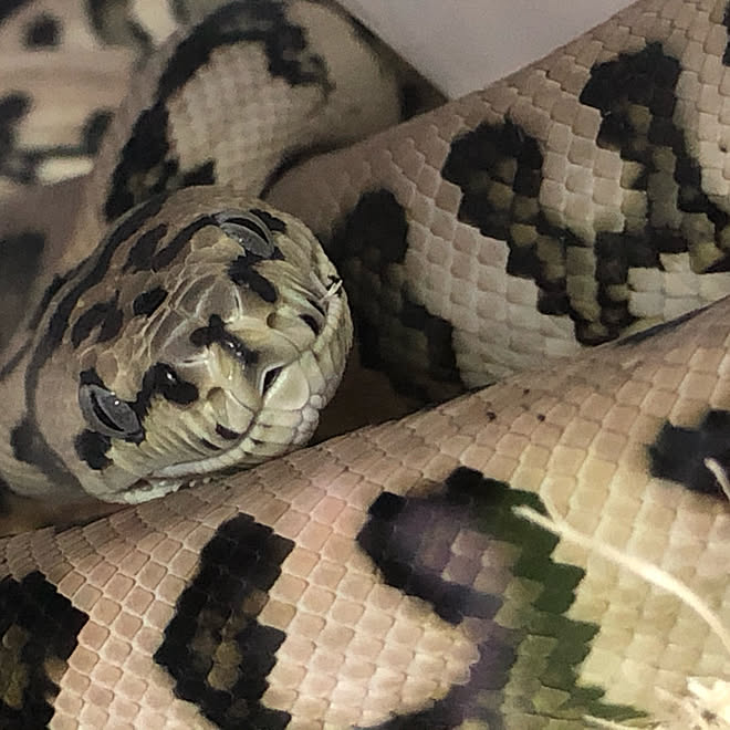 ボールパイソン カーペットパイソン 爬虫類のいる暮らし ねこ 爬虫類 などのインテリア実例 04 29 09 30 57 Roomclip ルームクリップ