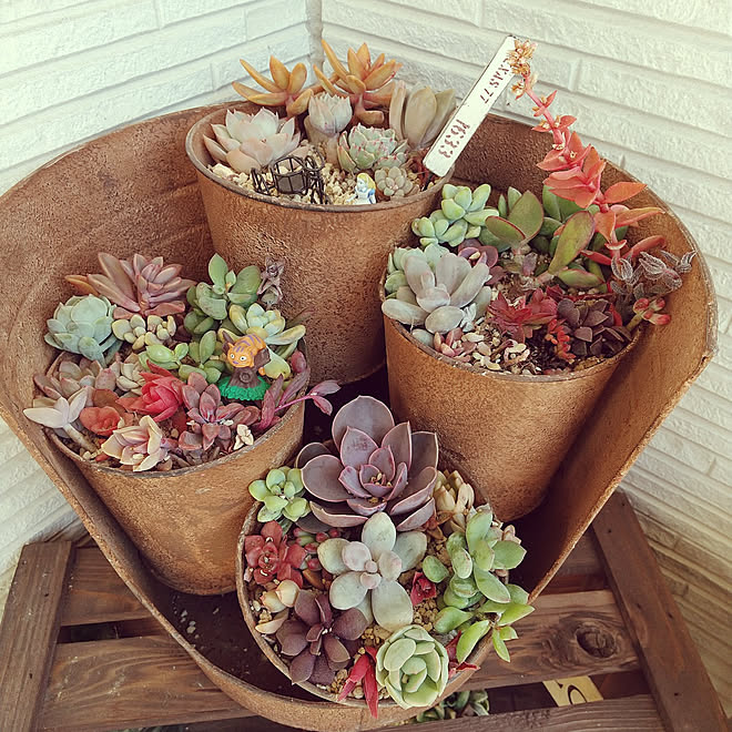 玄関 入り口 多肉寄せ植え 多肉植物 ガーデニング コメリ などのインテリア実例 21 02 05 15 50 25 Roomclip ルームクリップ