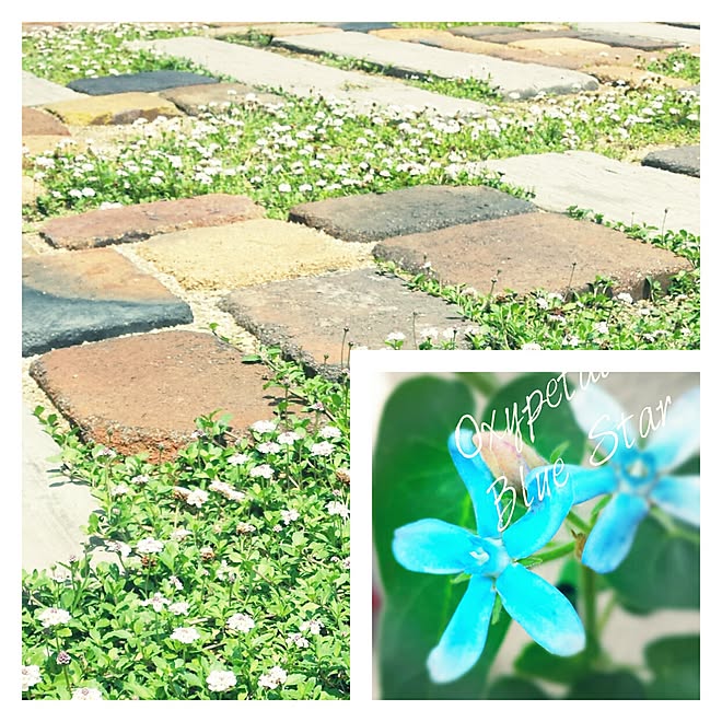 Lista De Arbustos Con Flores Azules Lista De Arbustos Con Flores Azules