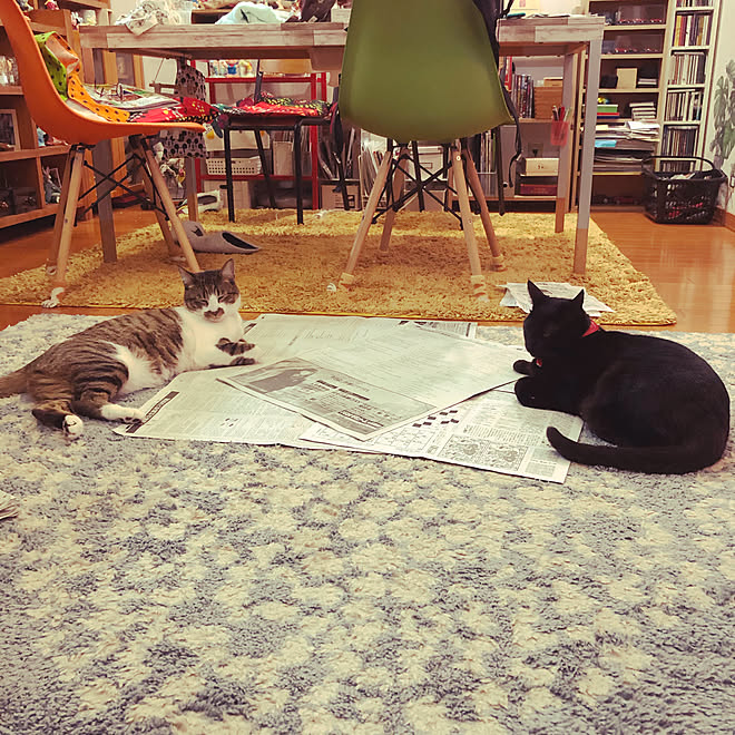 くつろぐ猫 新聞に乗る猫 黒猫ミースケ ねこのいる風景 白キジのん などのインテリア実例 21 03 13 22 43 50 Roomclip ルームクリップ くつろぐ猫 新聞に乗る猫 黒猫ミースケ ねこのいる風景 白キジのん などのインテリア実例 21 03 13 22 43 50 Roomclip ルームクリップ