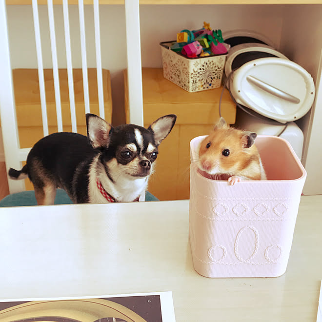 仲良しペット 犬との暮らし 明るい部屋 明るい家 ハムスターのいる暮らし などのインテリア実例 21 07 23 17 49 06 Roomclip ルームクリップ