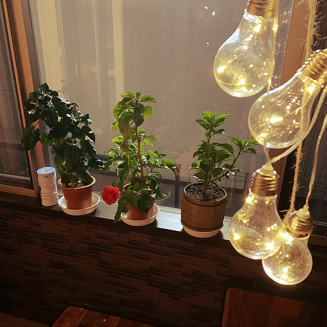 照明 結露対策 湿気対策 Ledライト 植物 などのインテリア実例 10 11 23 25 00 Roomclip ルームクリップ