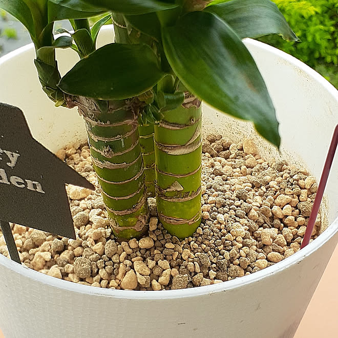 玄関 入り口 観葉植物 多肉植物 植物のある暮らし 虫対策 などのインテリア実例 22 07 19 21 05 35 Roomclip ルームクリップ