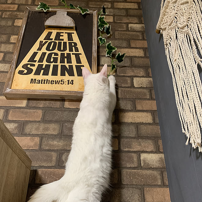 レンガ壁紙 壁紙diy セリアのフェイクグリーン 猫 ニコアンド などのインテリア実例 22 09 06 23 54 23 Roomclip ルームクリップ