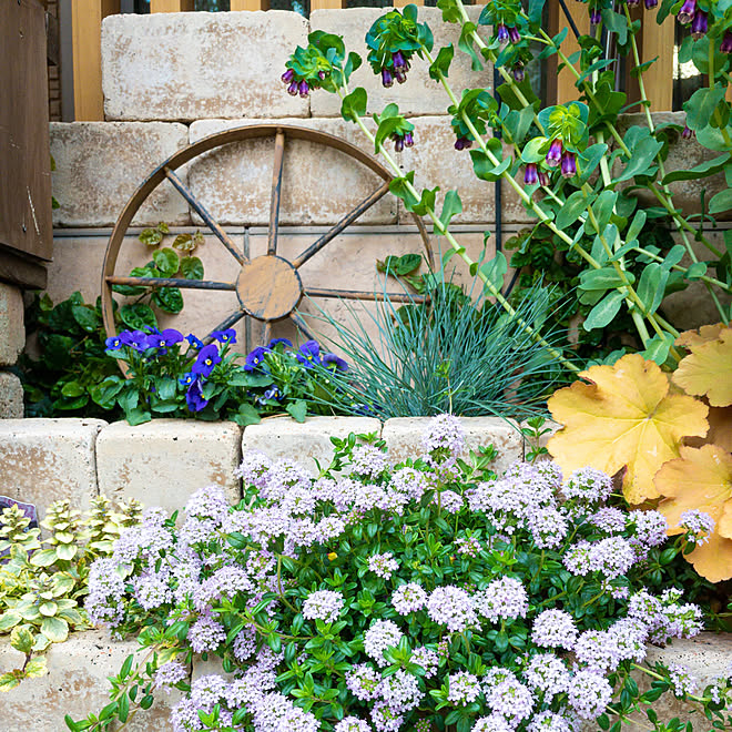 ガーデニング アジュガ ヒューケラ 花壇 Diy 手作り花壇 などのインテリア実例 22 04 19 08 42 30 Roomclip ルームクリップ