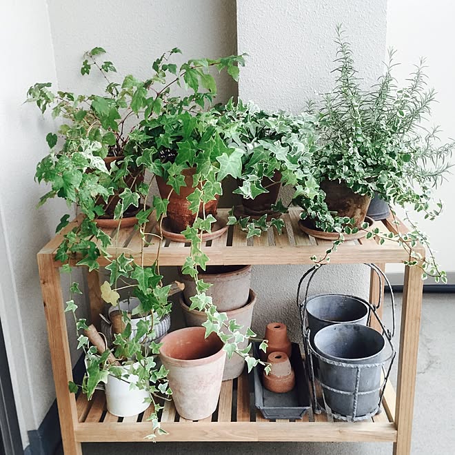 ローズマリー フィカスプミラ アイビー モスポッド 素焼きの鉢 などのインテリア実例 16 09 11 17 43 16 Roomclip ルームクリップ