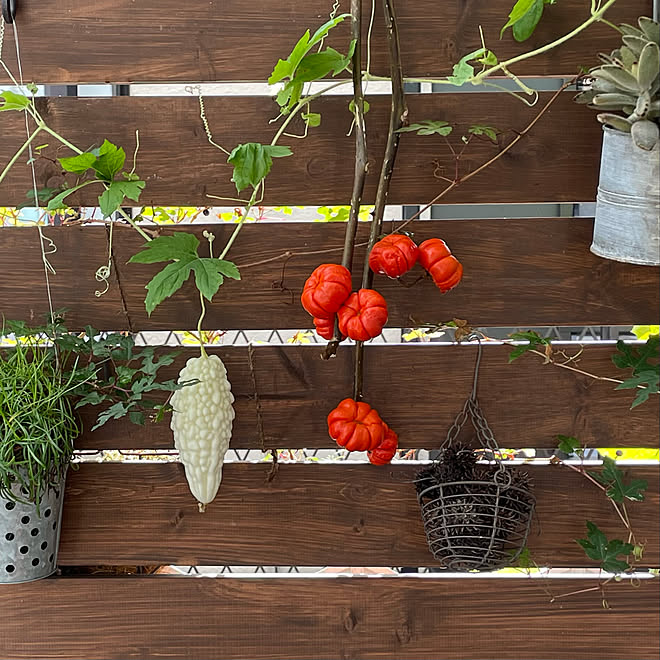 夫のdiy 夫に感謝 花ナス 白ゴーヤー 家庭菜園 などのインテリア実例 21 09 18 12 50 37 Roomclip ルームクリップ