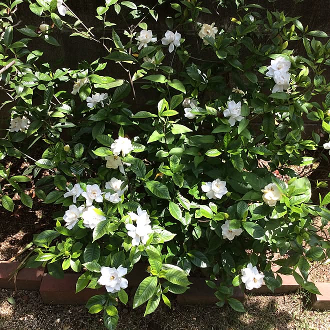 ベッド周り 庭木 庭 八重クチナシのインテリア実例 17 06 24 13 09 40 Roomclip ルームクリップ