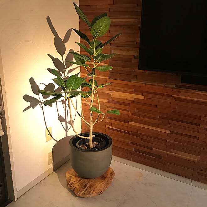植木鉢置きdiy 植木鉢 植木鉢に一目惚れ ベンガレンシス 照明 などのインテリア実例 10 25 01 29 Roomclip ルームクリップ