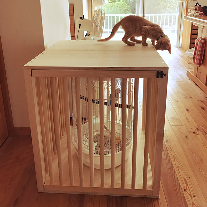 部屋全体 鳥かご 鳥と猫 一緒の暮らし Diy 猫と暮らす などのインテリア実例 17 09 09 08 39 05 Roomclip ルームクリップ