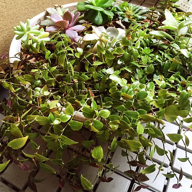 多肉寄せ植え エケベリア ブライダルベール 石川県のインテリア実例 16 02 13 15 46 18 Roomclip ルームクリップ