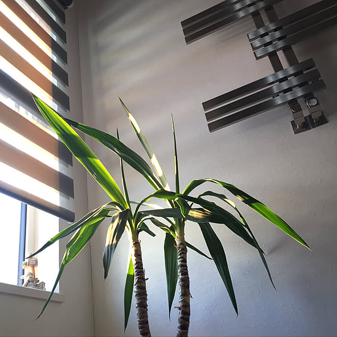 ドイツ製の暖房器具/玄関ホール/玄関/入り口/ユッカの木/観葉植物のある暮らし&hellip;などのインテリア実例 20190210 0820