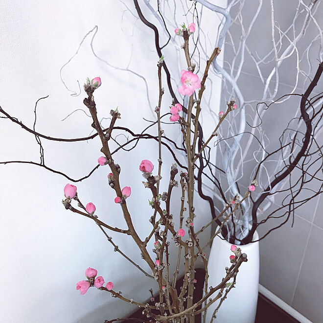 ドライフラワーのある暮らし ドライフラワー 桃の花 桃の花飾りました 植物のある暮らし などのインテリア実例 22 02 27 14 57 15 Roomclip ルームクリップ