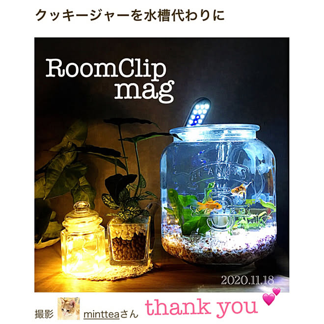 水槽代わり ダルトンクッキージャー 金魚 水槽 アクアリウム 11 18 などのインテリア実例 11 18 21 29 18 Roomclip ルームクリップ