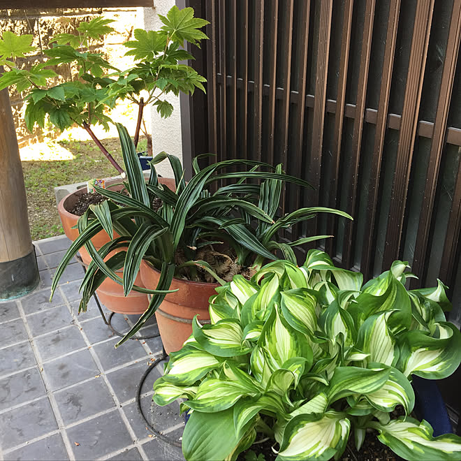 もみじ ギボウシ 植物のある暮らし 玄関 入り口のインテリア実例 04 29 12 53 54 Roomclip ルームクリップ