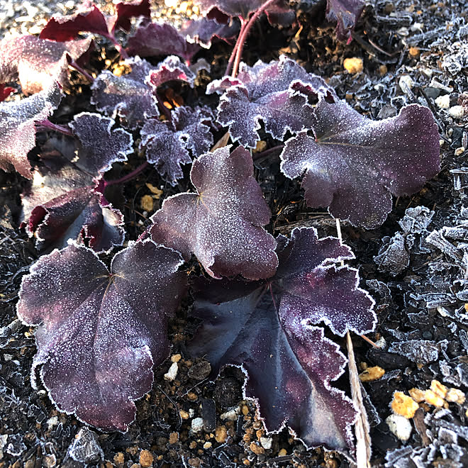 Pwアンバサダー Pw育ててみた ヒューケラドルチェブラックジェイド Pw ヒューケラドルチェ などのインテリア実例 21 12 21 00 29 08 Roomclip ルームクリップ