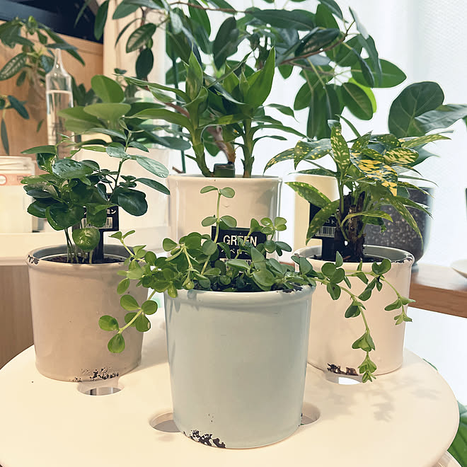 照明 アンティーク 無印良品 多肉植物 キャンドゥ などのインテリア実例 21 09 16 16 36 26 Roomclip ルームクリップ 照明 アンティーク 無印良品 多肉植物 キャンドゥ などのインテリア実例 21 09 16 16 36 26 Roomclip ルームクリップ