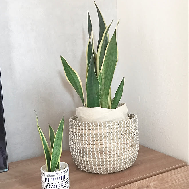 鉢植えカバー サンスベリア Green 観葉植物 部屋全体のインテリア実例 05 05 22 52 23 Roomclip ルームクリップ