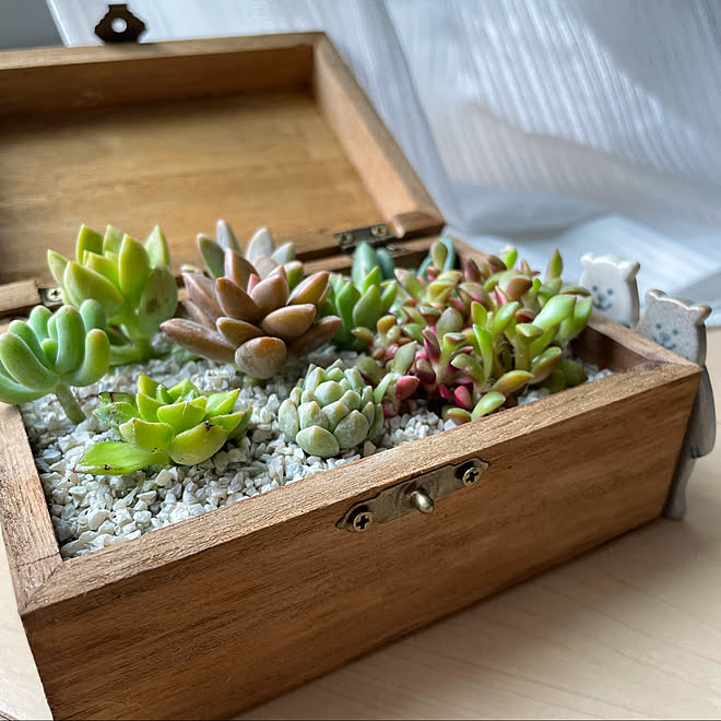 多肉植物寄せ植え Diy セリア 100均 ダイソー などのインテリア実例 21 08 12 18 23 17 Roomclip ルームクリップ 多肉植物寄せ植え Diy セリア 100均 ダイソー などのインテリア実例 21 08 12 18 23 17 Roomclip ルームクリップ