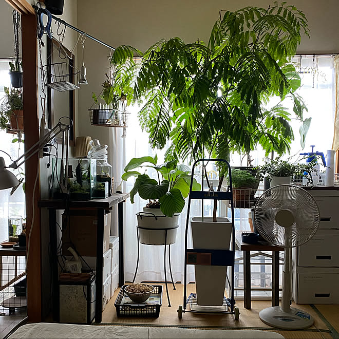 エバーフレッシュ 暮らしてる感 観葉植物 賃貸 築年 などのインテリア実例 08 06 23 51 28 Roomclip ルームクリップ