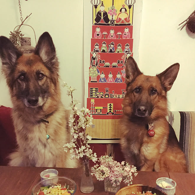 手ぬぐい 100均 Diy 手作り ベジタリアン などのインテリア実例 19 03 03 18 05 12 Roomclip ルームクリップ