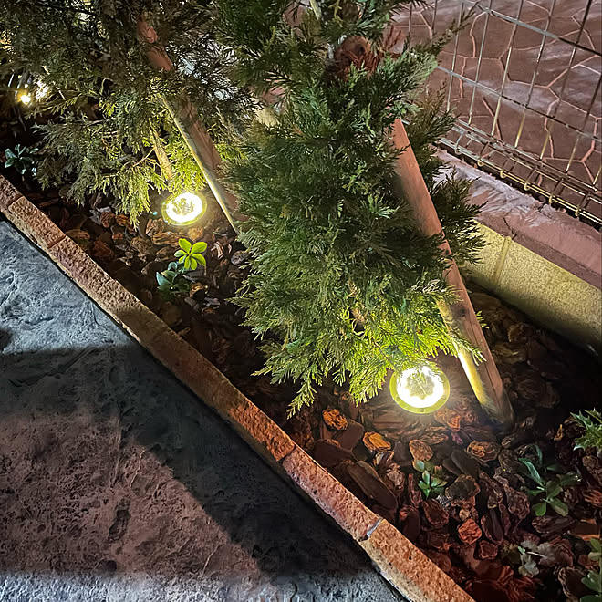 ソーラーライト ライトアップ シンボルツリー 植栽 コニファー などのインテリア実例 22 03 14 21 32 11 Roomclip ルームクリップ