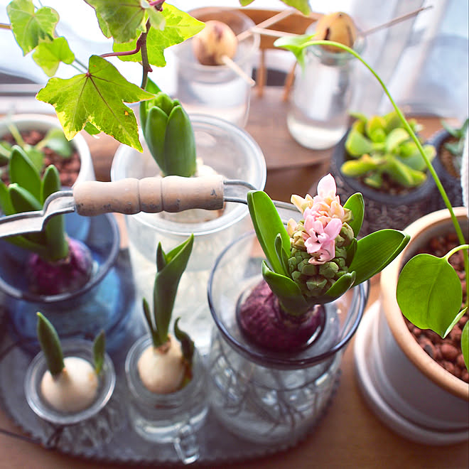 花のある暮らし 緑のある暮らし ヒヤシンス チューリップ 水栽培チューリップ などのインテリア実例 22 02 02 14 28 37 Roomclip ルームクリップ