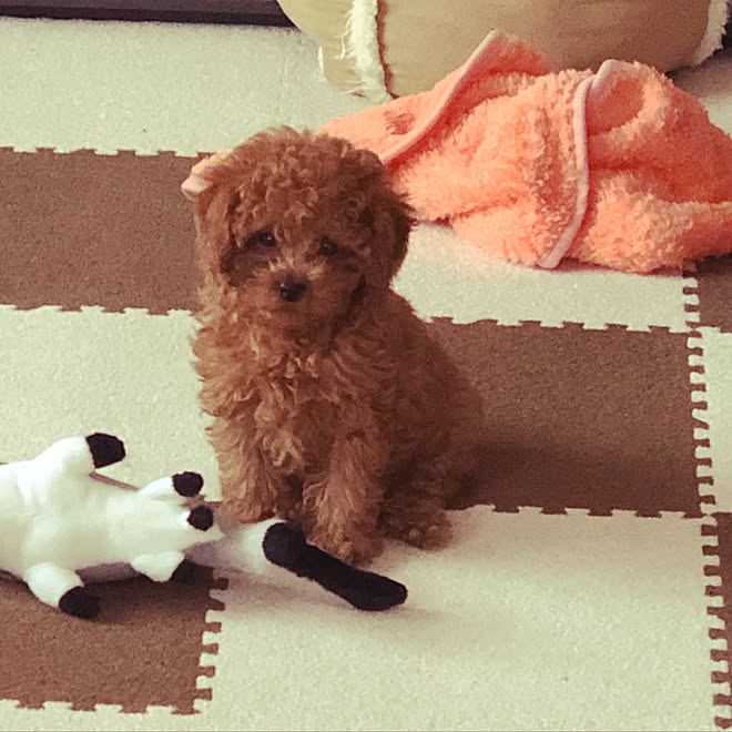 ニトリ トイプードル 犬と暮らす トイプードルレッド トイプードル2ヶ月のインテリア実例 19 02 08 23 48 10 Roomclip ルームクリップ