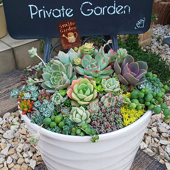 ガーデニング 多肉植物 庭のインテリア実例 22 06 04 22 29 25 Roomclip ルームクリップ
