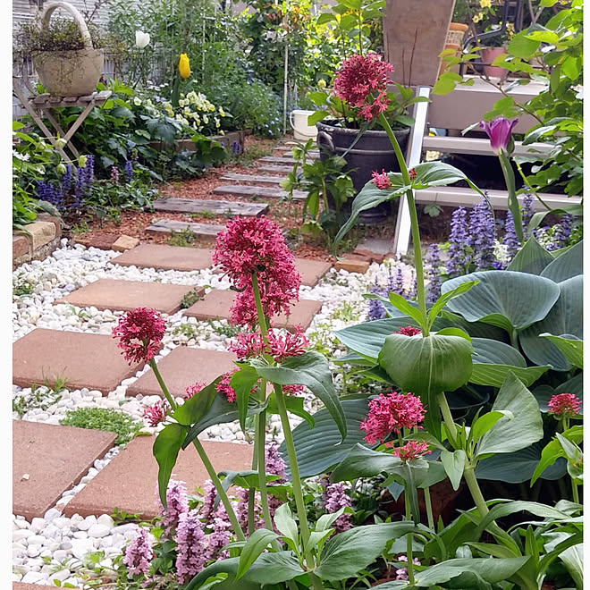 玄関 入り口 手作りの庭 セントランサス 庭 乙女の小径 などのインテリア実例 21 04 25 15 40 24 Roomclip ルームクリップ