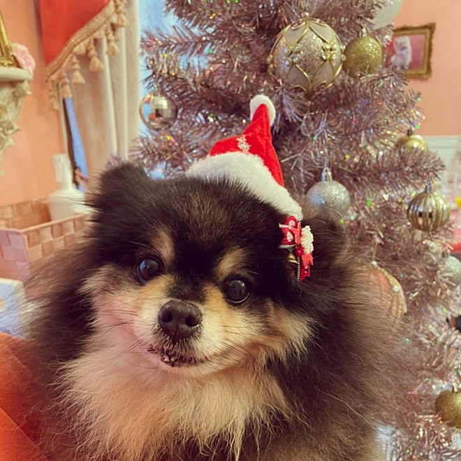 リビング クリスマスツリー クリスマスツリー1cm ポメラニアン ブラックタン などのインテリア実例 12 22 09 29 10 Roomclip ルームクリップ