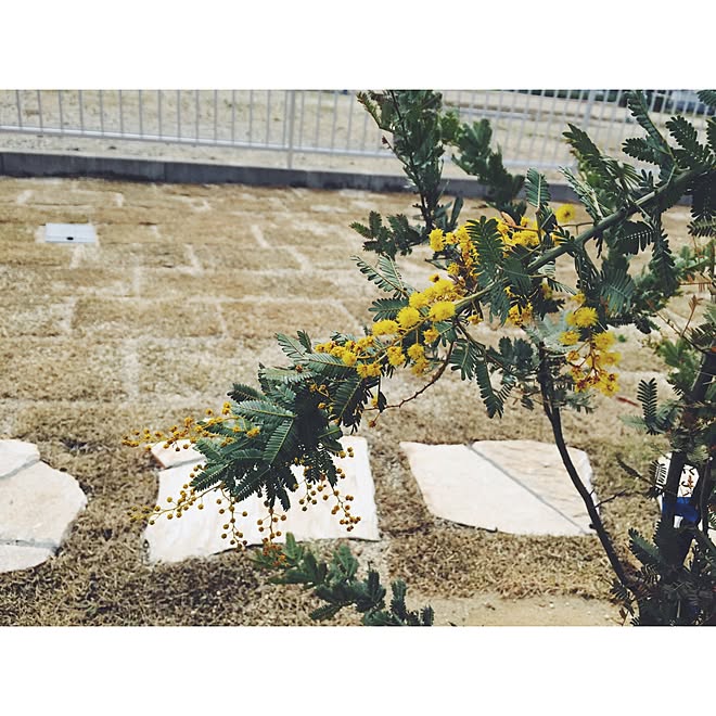 お庭/エクステリア/花のある暮らし/植物のある暮らし/ミモザの木...などのインテリア実例 - 2016-03-17 00:49:12