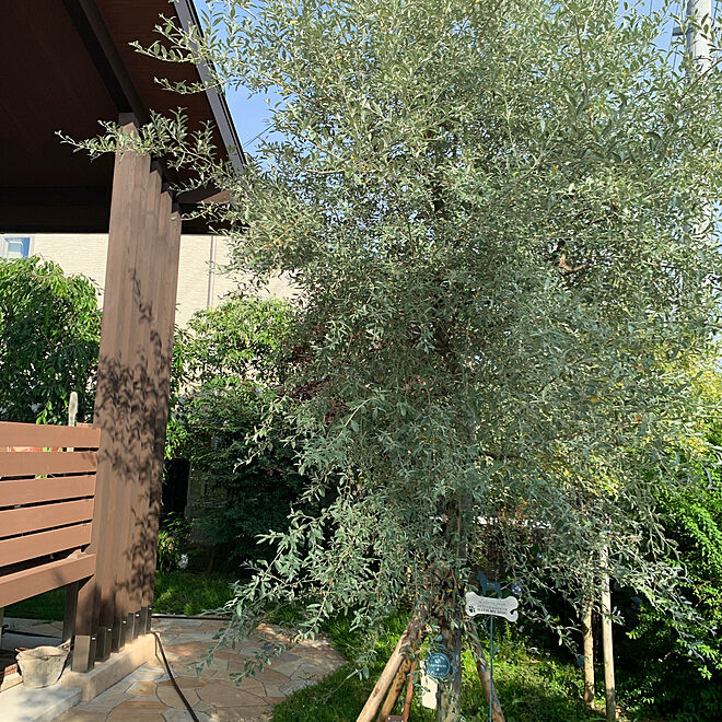 ロシアンオリーブ シンボルツリーはオリーブ ガーデニング 庭のインテリア実例 06 02 16 45 07 Roomclip ルームクリップ