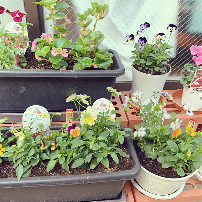 ビオラの季節 ベランダガーデニング初心者のインテリア実例 19 10 09 16 55 55 Roomclip ルームクリップ