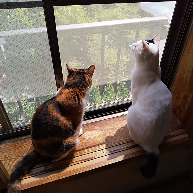 玄関 入り口 和室 猫 癒し 猫と暮らす などのインテリア実例 04 30 13 16 23 Roomclip ルームクリップ